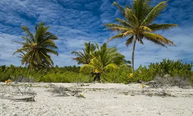 ducie-island.webp