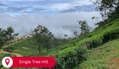 single-tree-hill-nuwara-eliya.png